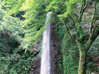 養老の滝