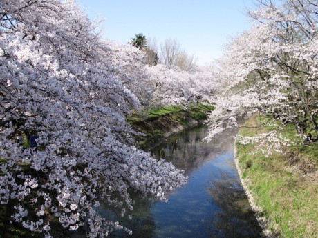 新境川堤の桜