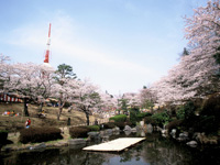 八幡山公園の桜